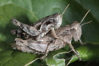 Un couple de Criquets pansus  (Orthoptre - Acrididae - Pezotettix giornae)
