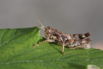 Un mle Criquet pansu  (Orthoptre - Acrididae - Pezotettix giornae)
