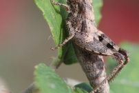 Une femelle Criquet pansu  (Orthoptre - Acrididae - Pezotettix giornae)