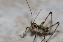 Un juvnile de Phanroptre (Orthoptre - Phaneropteridae - Phaneroptera sp.)