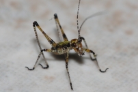 Un juvnile de Phanroptre (Orthoptre - Phaneropteridae - Phaneroptera sp.)
