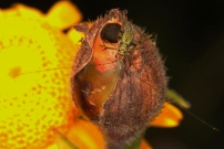 Un juvnile de Phanroptre (Orthoptre - Phaneropteridae - Phaneroptera sp.)