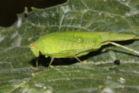 *(17800) Le Phanroptre mridional. Un mle (Orthoptre - Phaneropteridae - Phaneroptera nana)
