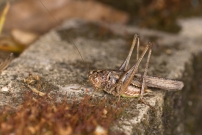 Une Decticelle. Un mle (Orthoptera - Tettigoniidae - Platycleis sp.)