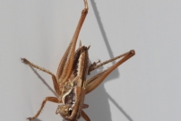La Decticelle carroye (Orthoptre - Tettigoniidae - Tessellana tessellata)