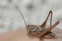 La Decticelle carroye (Orthoptre - Tettigoniidae - Tessellana tessellata)