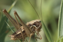 La Decticelle carroye (Orthoptre - Tettigoniidae - Tessellana tessellata)