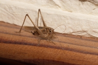 La Decticelle carroye. Une femelle (Orthoptre - Tettigoniidae - Tessellana tessellata)