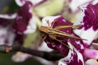La Decticelle carroye. Une femelle (Orthoptre - Tettigoniidae - Tessellana tessellata)