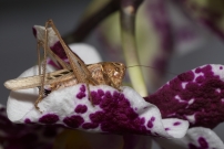 La Decticelle carroye. Une femelle (Orthoptre - Tettigoniidae - Tessellana tessellata)
