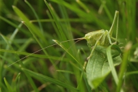 *(17800) La Sauterelle verte (Orthoptre - Tettigoniidae - Tettigonia viridissima)