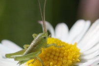Un juvnile de Sauterelle verte (Orthoptre - Tettigoniidae - Tettigonia viridissima)