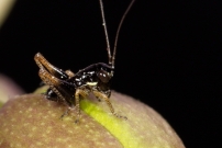 Une larve mle (Orthoptre - Tettigoniidae - Indtermin)