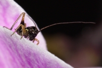 Une larve mle (Orthoptre - Tettigoniidae - Indtermin)
