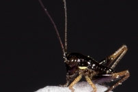 Une larve mle (Orthoptre - Tettigoniidae - Indtermin)