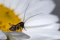 Une larve mle (Orthoptre - Tettigoniidae - Indtermin)