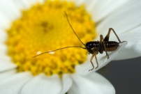 Unz larve mle (Orthoptre - Tettigoniidae - Indtermin)