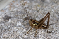 Un mle juvnile (Orthoptre - Tettigoniidae - Indtermin)