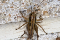 Un mle juvnile (Orthoptre - Tettigoniidae - Indtermin)