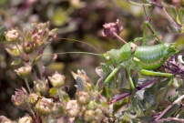 L'phippigre carne. Un mle (Orthoptre - Bradyporidae - Uromenus rugosicollis)