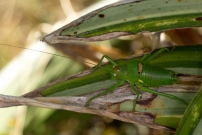 L'phippigre carne. Un mle (Orthoptre - Bradyporidae - Uromenus rugosicollis)
