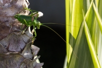 L'phippigre carne. Un mle (Orthoptre - Bradyporidae - Uromenus rugosicollis)