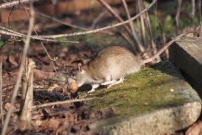 Un rat brun ( Rodentia - Muridae - Rattus norvegicus)