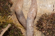 La Loche laiteuse (Stylommatophora - Agriolimacidae - Deroceras reticulatum (O.F. Mller, 1774))