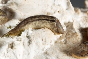 La Testacelle atlantique. Espce de limace carnivore terrestre. (Stylommatophora -Testacellidae - Testacella maugei (A. Ferussac, 1819))