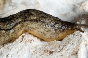 La Testacelle atlantique. Espce de limace carnivore terrestre. (Stylommatophora -Testacellidae - Testacella maugei (A. Ferussac, 1819))