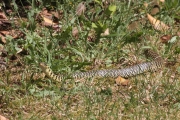 La couleuvre verte et jaune (Squamata - Colubridae - Coluber viridiflavus)
