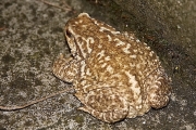 Le Crapaud commun (Anura - Bufonidae - Bufo bufo)