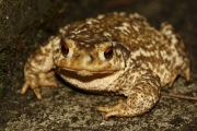 Le Crapaud commun (Anura - Bufonidae - Bufo bufo)