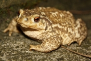 Le Crapaud commun (Anura - Bufonidae - Bufo bufo)