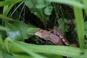 *(17800) La Grenouille agile ou pisseuse (Anura - Ranidae - Rana dalmatina)