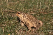 Le Crapaud commun (Anura - Bufonidae - Bufo bufo)