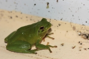La Rainette mridionale (Anura - Hylidae - Hyla meridionalis)