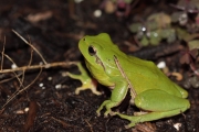 La Rainette mridionale (Anura - Hylidae - Hyla meridionalis)