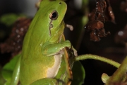 La Rainette mridionale (Anura - Hylidae - Hyla meridionalis)