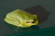 Une Rainette mridionale se rchauffe sur la boite  lettres (Anura - Hylidae - Hyla meridionalis)