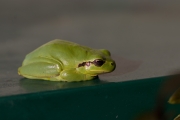 Une Rainette mridionale se rchauffe sur la boite  lettres (Anura - Hylidae - Hyla meridionalis)