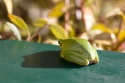 Une Rainette mridionale se rchauffe sur la boite  lettres (Anura - Hylidae - Hyla meridionalis)