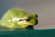 Une Rainette mridionale se rchauffe sur la boite  lettres (Anura - Hylidae - Hyla meridionalis)