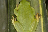 La Rainette mridionale (Anura - Hylidae - Hyla meridionalis)