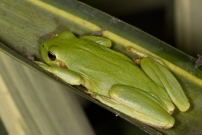 La Rainette mridionale (Anura - Hylidae - Hyla meridionalis)