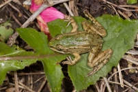 Une Grenouille verte (Anura - Ranidae - Pelophylax sp.)