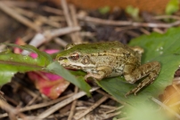 Une Grenouille verte (Anura - Ranidae - Pelophylax sp.)