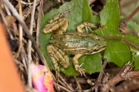 Une Grenouille verte (Anura - Ranidae - Pelophylax sp.)